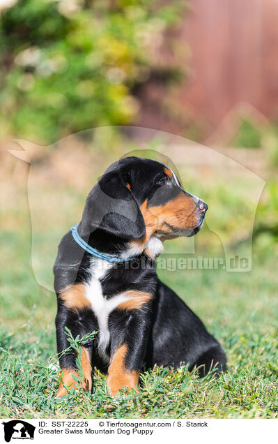 Groer Schweizer Sennenhund Welpe / Greater Swiss Mountain Dog Puppy / SST-22225