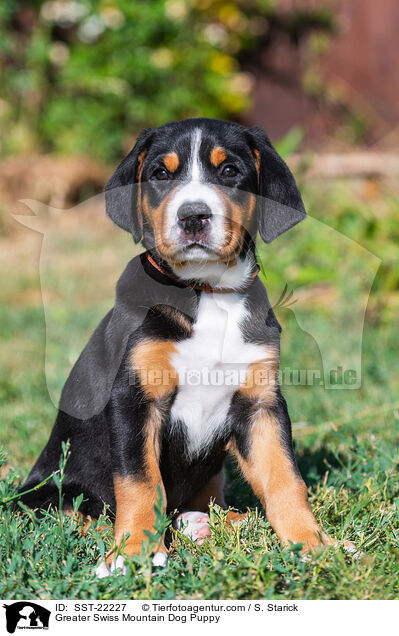 Greater Swiss Mountain Dog Puppy / SST-22227