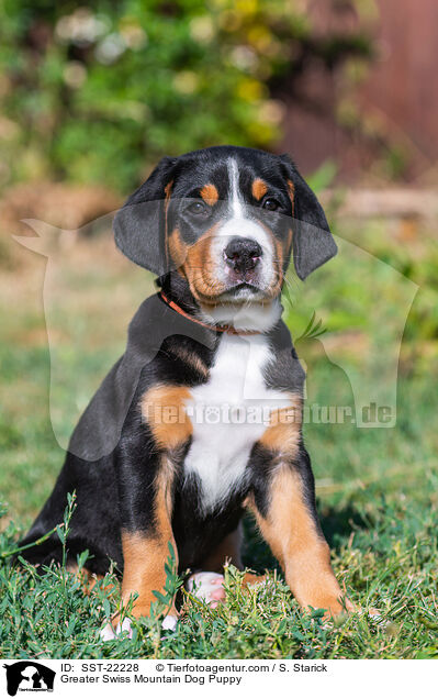 Groer Schweizer Sennenhund Welpe / Greater Swiss Mountain Dog Puppy / SST-22228