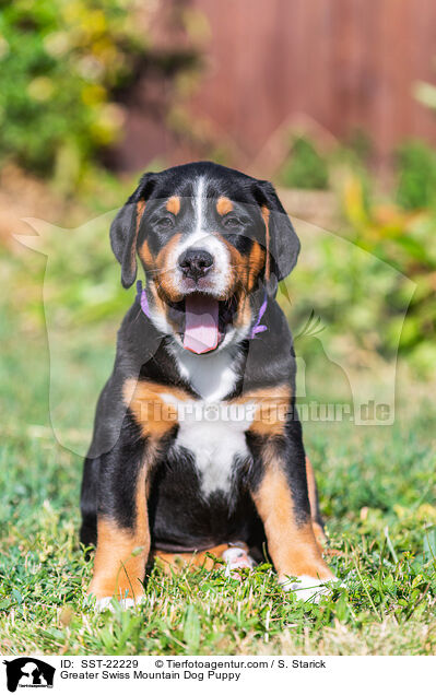 Greater Swiss Mountain Dog Puppy / SST-22229