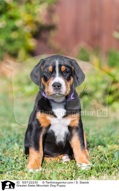 Greater Swiss Mountain Dog Puppy / SST-22230