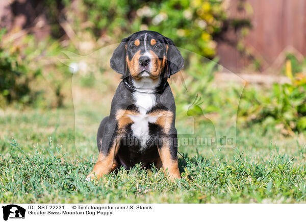 Greater Swiss Mountain Dog Puppy / SST-22231