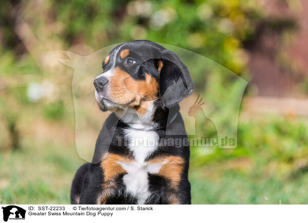 Groer Schweizer Sennenhund Welpe / Greater Swiss Mountain Dog Puppy / SST-22233
