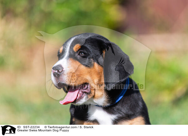 Groer Schweizer Sennenhund Welpe / Greater Swiss Mountain Dog Puppy / SST-22234