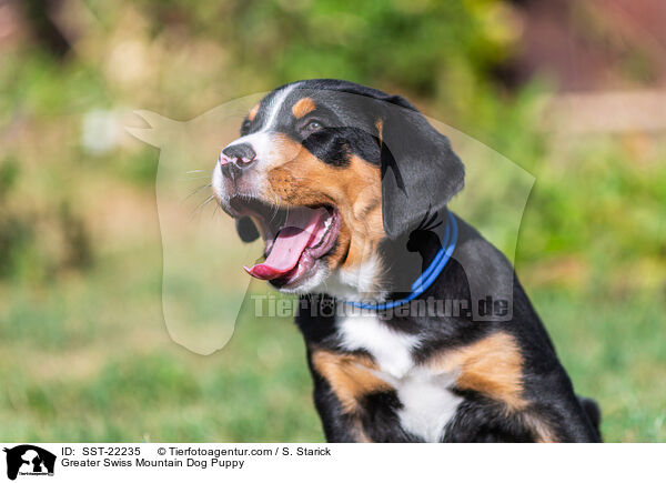 Groer Schweizer Sennenhund Welpe / Greater Swiss Mountain Dog Puppy / SST-22235