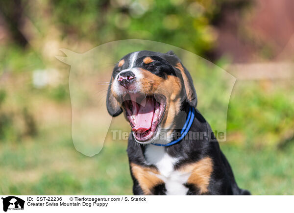 Groer Schweizer Sennenhund Welpe / Greater Swiss Mountain Dog Puppy / SST-22236