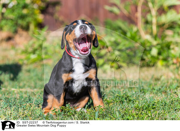 Greater Swiss Mountain Dog Puppy / SST-22237