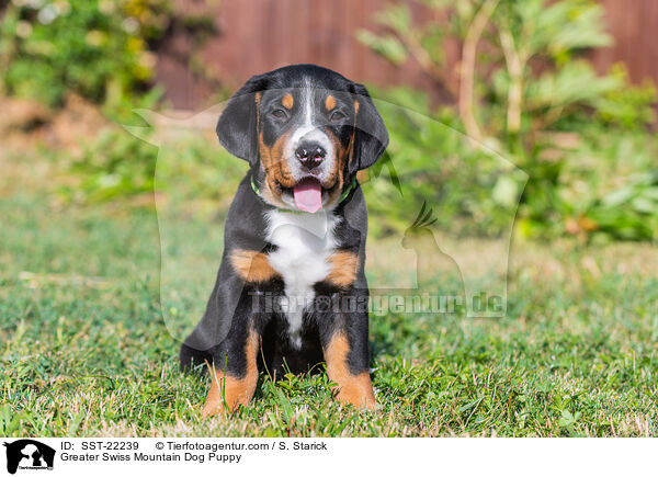 Groer Schweizer Sennenhund Welpe / Greater Swiss Mountain Dog Puppy / SST-22239