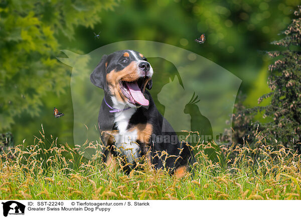 Groer Schweizer Sennenhund Welpe / Greater Swiss Mountain Dog Puppy / SST-22240
