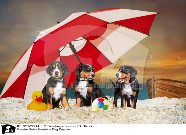 Greater Swiss Mountain Dog Puppies / SST-22244