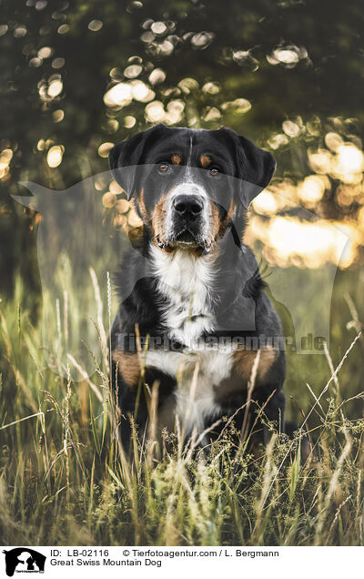 Groer Schweizer Sennenhund / Great Swiss Mountain Dog / LB-02116