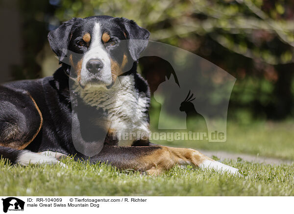 Groer Schweizer Sennenhund Rde / male Great Swiss Mountain Dog / RR-104069
