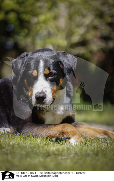 Groer Schweizer Sennenhund Rde / male Great Swiss Mountain Dog / RR-104071