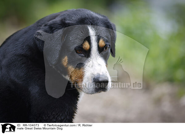 Groer Schweizer Sennenhund Rde / male Great Swiss Mountain Dog / RR-104073