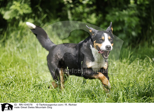 Groer Schweizer Sennenhund Rde / male Great Swiss Mountain Dog / RR-104076