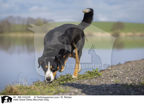 Groer Schweizer Sennenhund Rde / male Great Swiss Mountain Dog / RR-104229