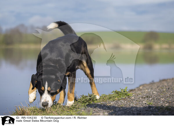 Groer Schweizer Sennenhund Rde / male Great Swiss Mountain Dog / RR-104230