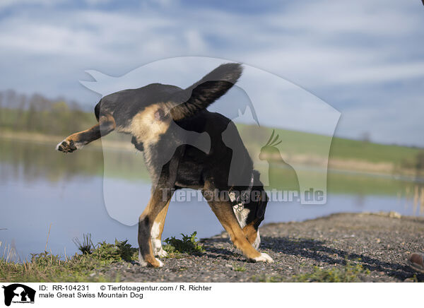 Groer Schweizer Sennenhund Rde / male Great Swiss Mountain Dog / RR-104231