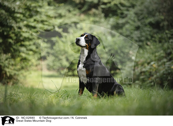 Groer Schweizer Sennenhund / Great Swiss Mountain Dog / NC-02680
