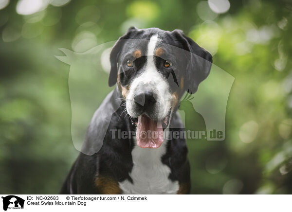 Groer Schweizer Sennenhund / Great Swiss Mountain Dog / NC-02683