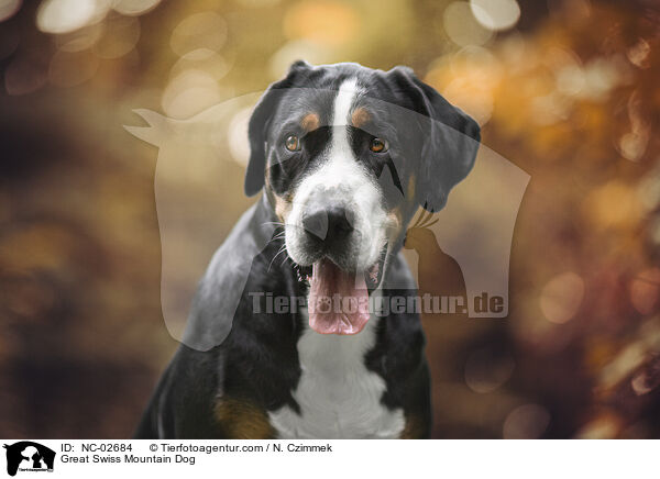 Groer Schweizer Sennenhund / Great Swiss Mountain Dog / NC-02684