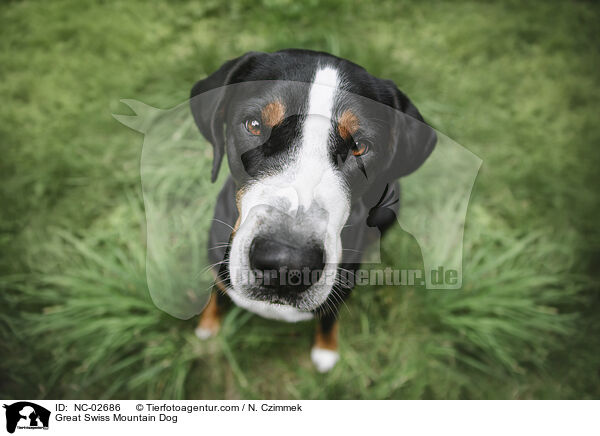 Groer Schweizer Sennenhund / Great Swiss Mountain Dog / NC-02686