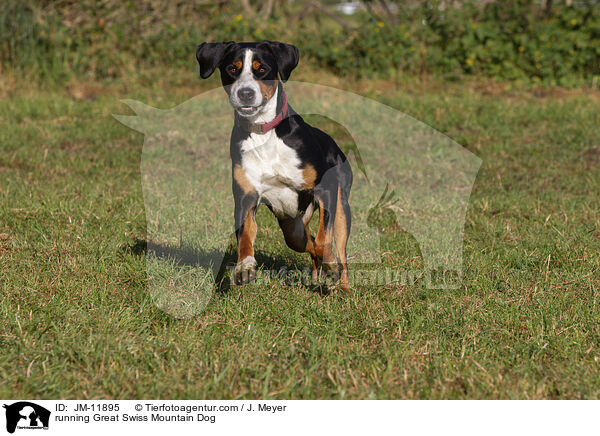 rennender Groer Schweizer Sennenhund / running Great Swiss Mountain Dog / JM-11895