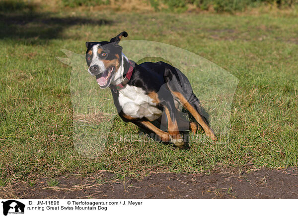 running Great Swiss Mountain Dog / JM-11896