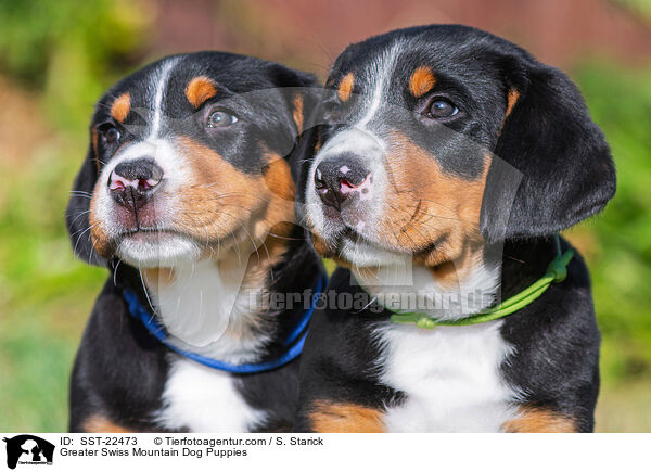 Groer Schweizer Sennenhund Welpe / Greater Swiss Mountain Dog Puppies / SST-22473