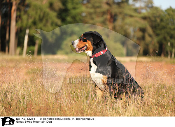 Groer Schweizer Sennenhund / Great Swiss Mountain Dog / KB-12254