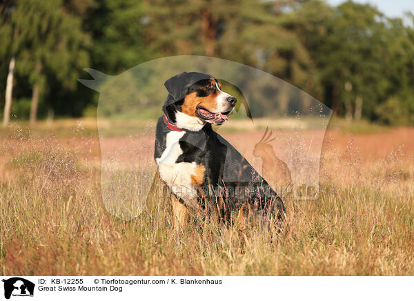 Great Swiss Mountain Dog / KB-12255