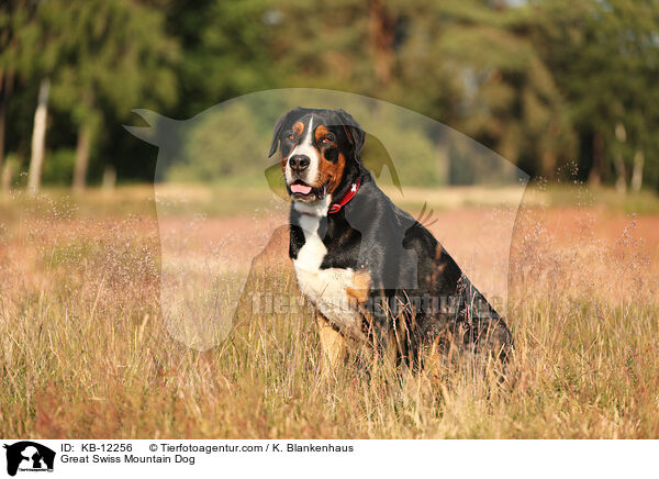 Groer Schweizer Sennenhund / Great Swiss Mountain Dog / KB-12256
