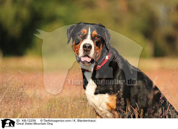 Groer Schweizer Sennenhund / Great Swiss Mountain Dog / KB-12258
