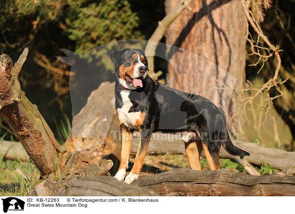 Groer Schweizer Sennenhund / Great Swiss Mountain Dog / KB-12263