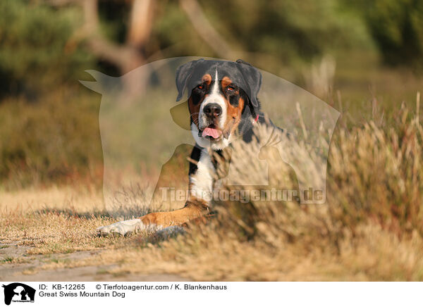 Groer Schweizer Sennenhund / Great Swiss Mountain Dog / KB-12265