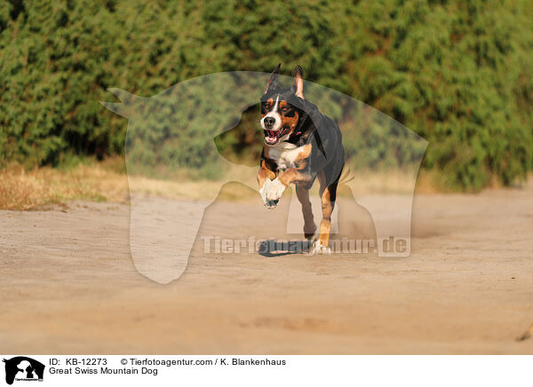 Groer Schweizer Sennenhund / Great Swiss Mountain Dog / KB-12273