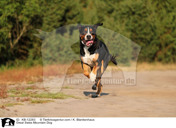 Groer Schweizer Sennenhund / Great Swiss Mountain Dog / KB-12283