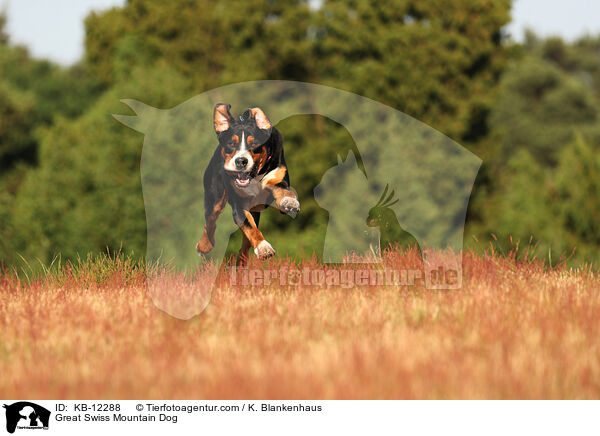 Groer Schweizer Sennenhund / Great Swiss Mountain Dog / KB-12288