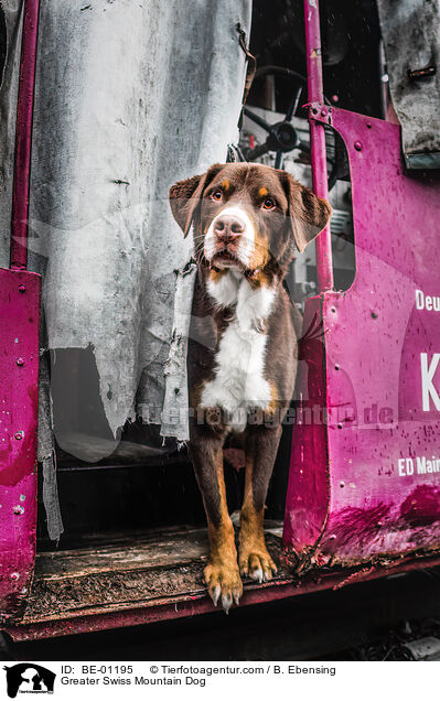 Groer Schweizer Sennenhund / Greater Swiss Mountain Dog / BE-01195