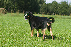 Greater Swiss Mountain Dog