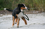 young greater swiss mountain dog