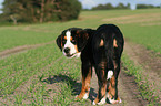 young greater swiss mountain dog