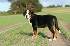 young greater swiss mountain dog