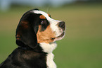 young greater swiss mountain dog