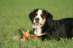 young greater swiss mountain dog