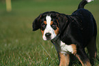 young greater swiss mountain dog