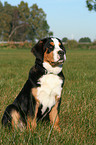 young greater swiss mountain dog