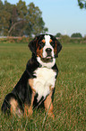 young greater swiss mountain dog