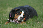 greater Swiss mountain dog