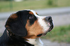 greater Swiss mountain dog